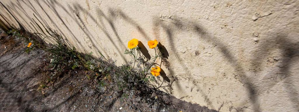 Flowers growin in the yard at San Quentin State Prison